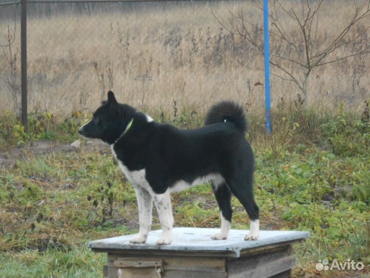 Кобель карельской медвежьей собаки для вязки