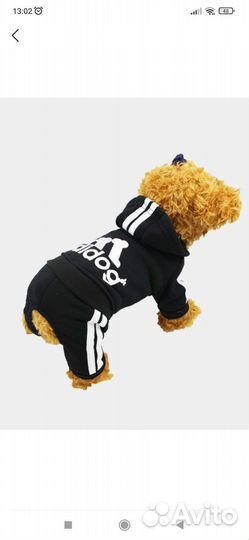 Одежда для собак