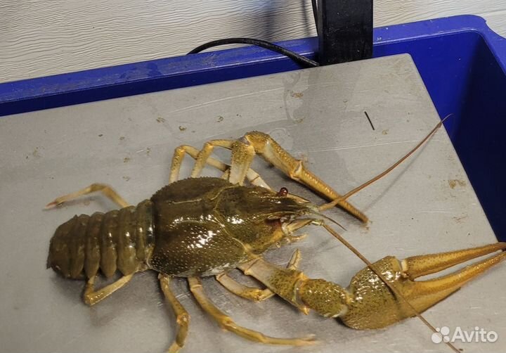 Раки крупные