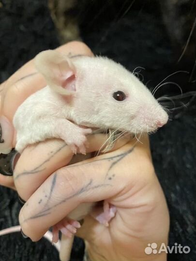 Крысы крысята