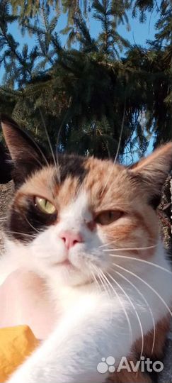 Пеструшку вывезли из Михайловска-ищу новых