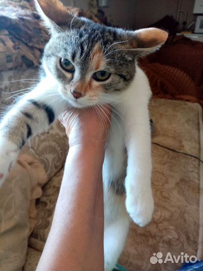 Котенок