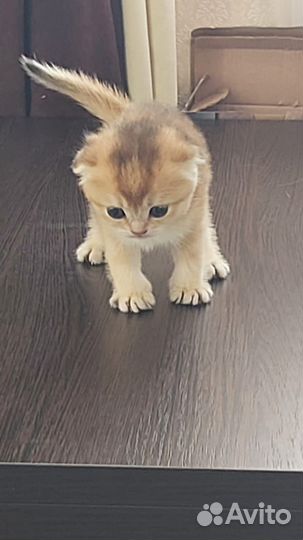 Продажа шотландских котят