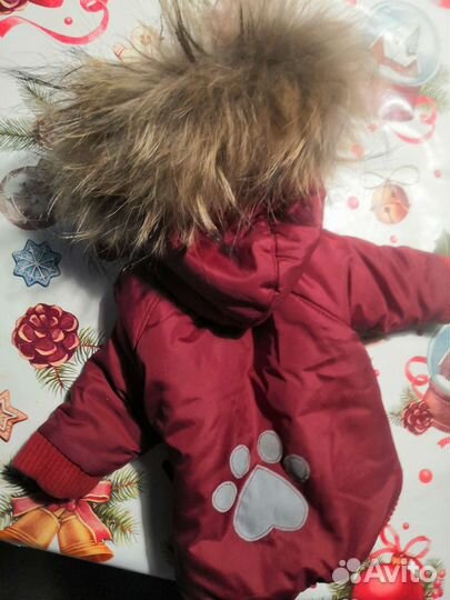 Одежда для собаки