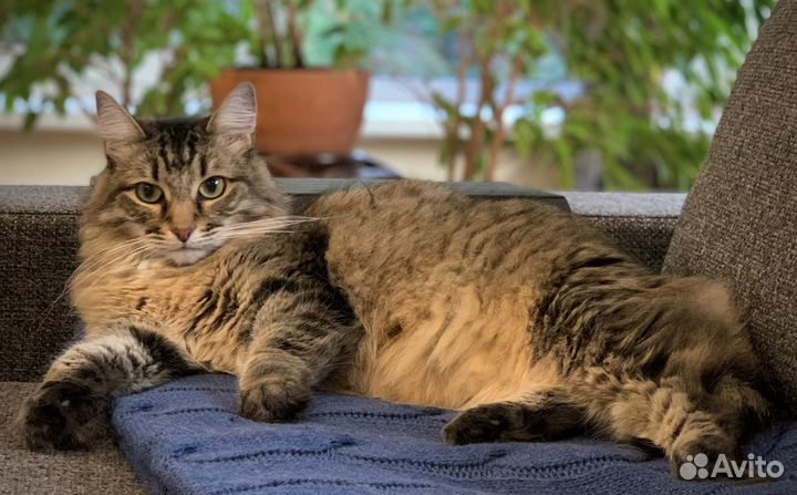 Кот-рыбка Ванчик в добрые руки