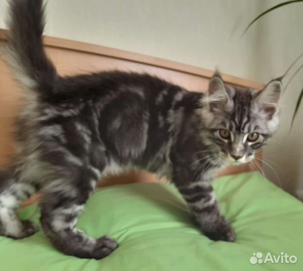 Мейн-кун мальчик