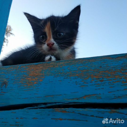 Котенок в добрые руки