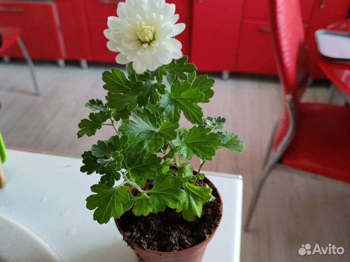 Хризантемы в горшке