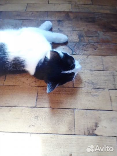 Отдается котенок