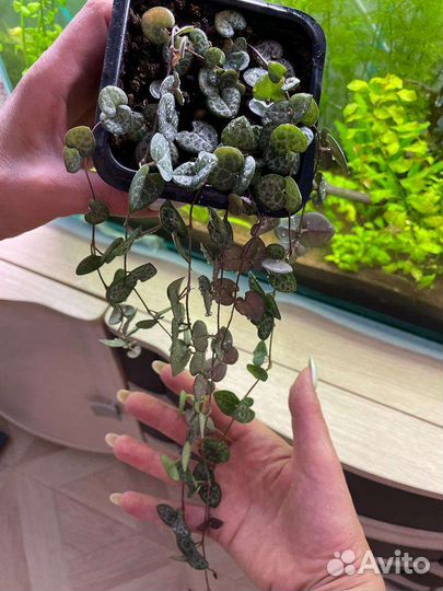 Церопегия вуда