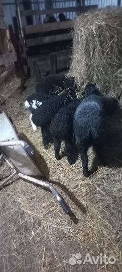 Бараны и овцы