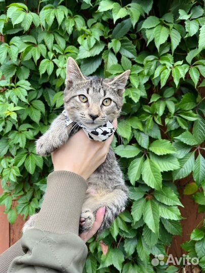 Котенок мальчик