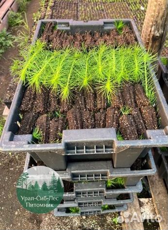 Сосна зкс окс сеянцы Ель Лиственница Голуб Горная