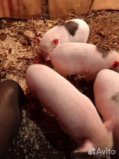 Поросята вьетнамские