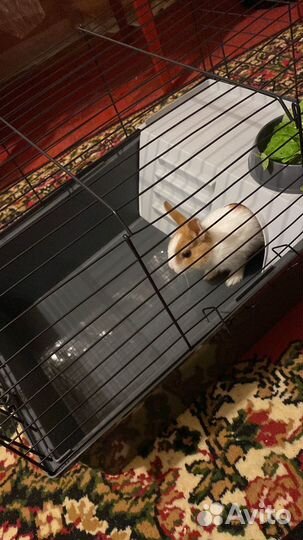 Декоративные кролики