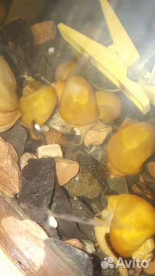 Аквариумное растение