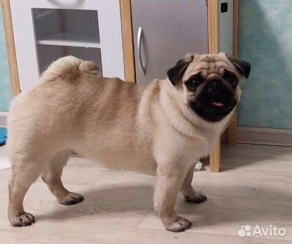 Вязка Мопс девочка