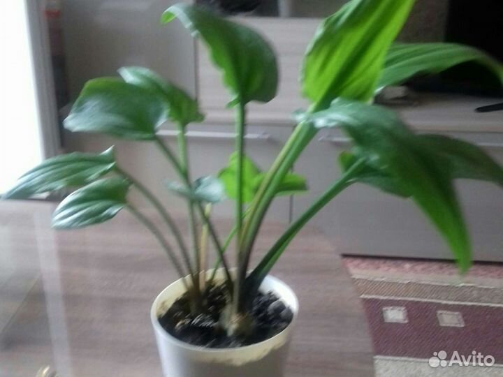 Гиппеаструм,дримиопсис,кроссандра, барлерия