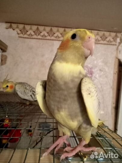 Попугай корелла птенец