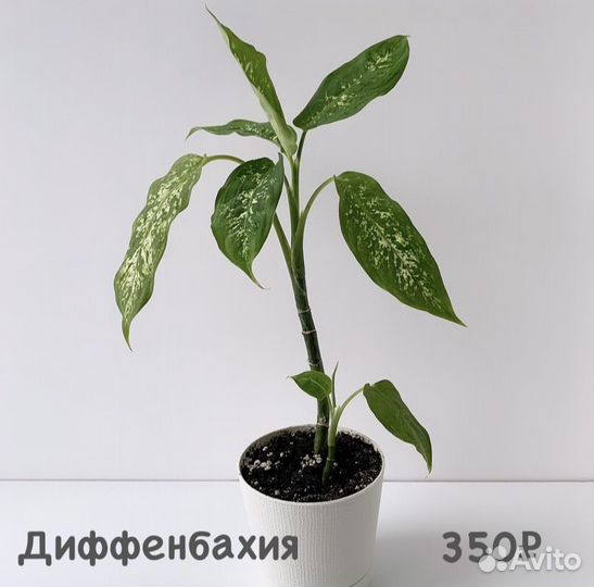 Диффенбахия