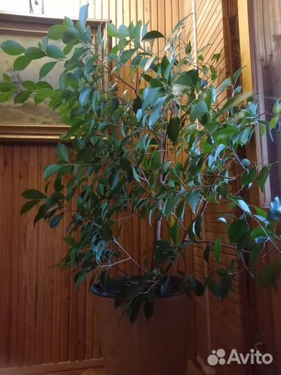 Фикус бенджамина большой
