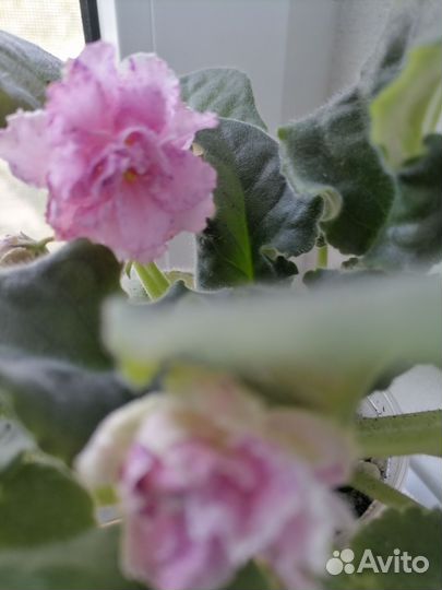 Фиалка сортовая