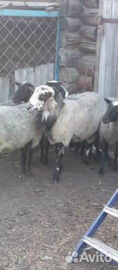 Продам барана