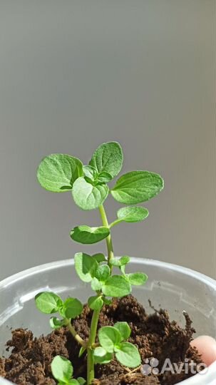 Монарда / бергамот садовый