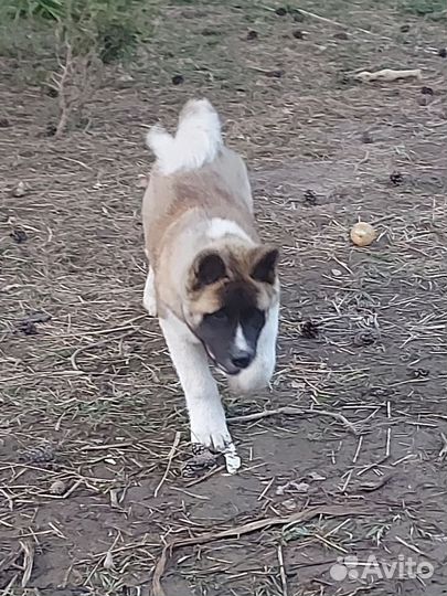 Щенки американской акиты