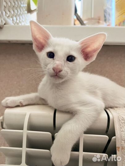 Белый голубоглазый симпатяга