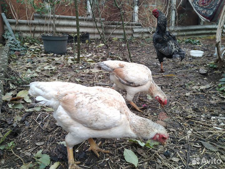 Яйцо бойцовые и цыплята