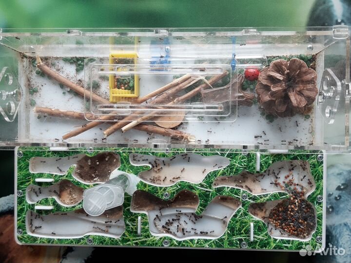 Формикарий муравьиная ферма