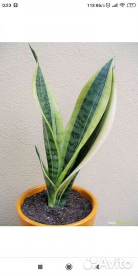 Сансевиерия