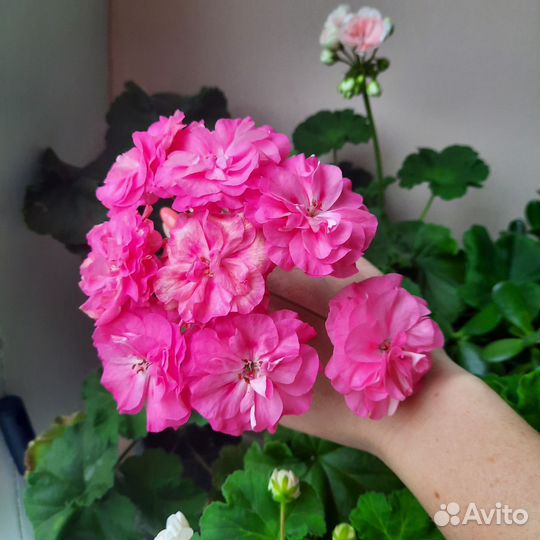 Пеларгония герань сортовые