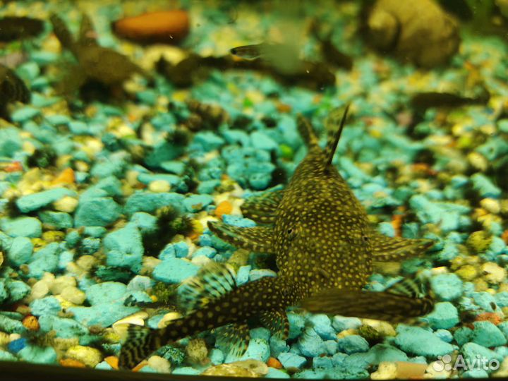 Анциструс сом