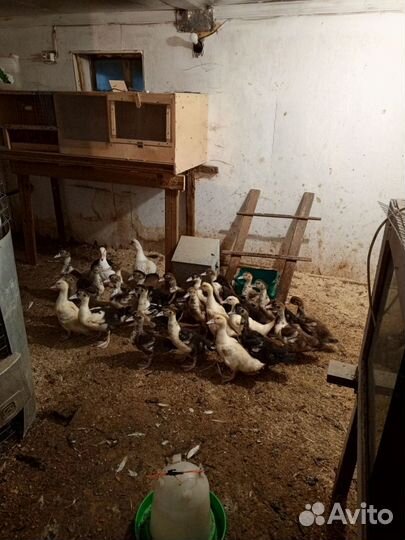 Мускусные утки индоутки индоутята