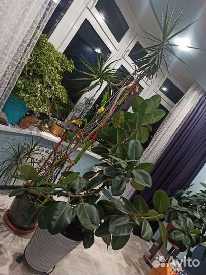 Фикус и драцена - гигиены (15 лет)