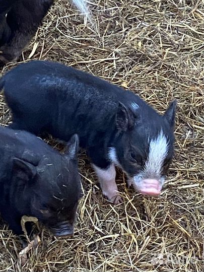 Вьетнамские вислобрюхие поросята