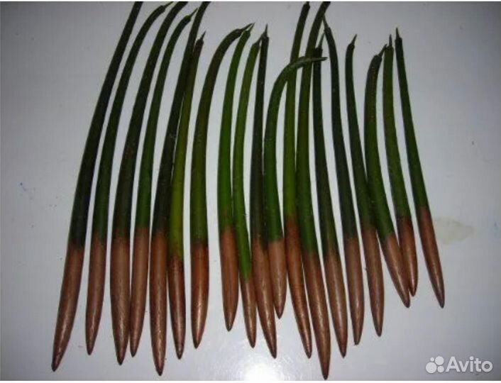 Красный мангр семена