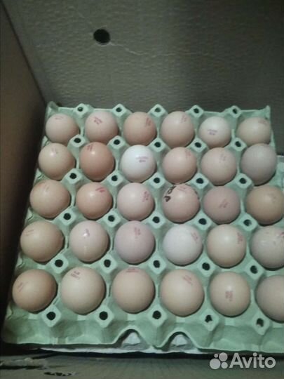 Инкубационное яйцо цена в Симферополе