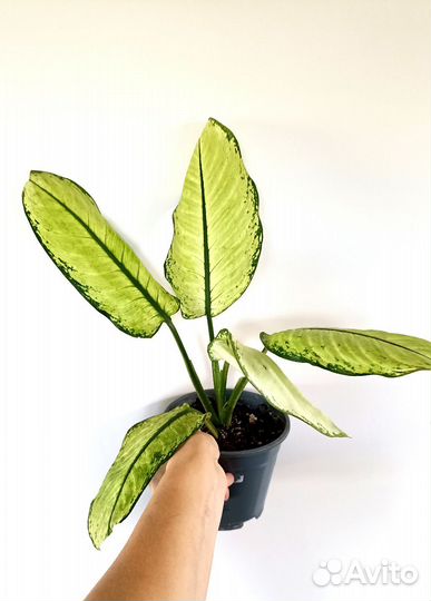 Диффенбахия рудольфройерс Комнатные Растения Цветы