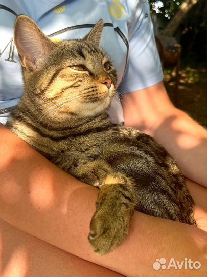 Отдам даром: кошечка Бритни в Омске