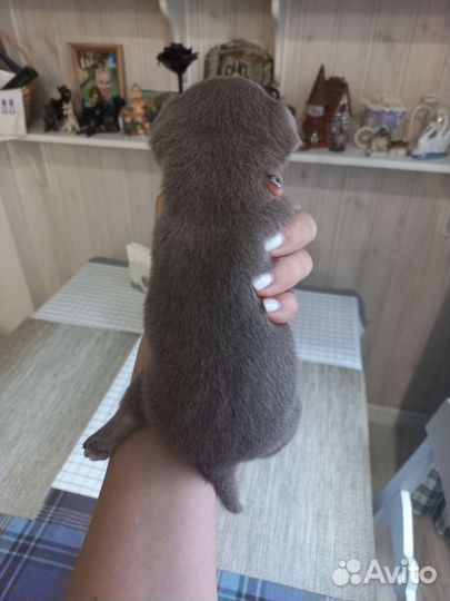 Лиловое чудо