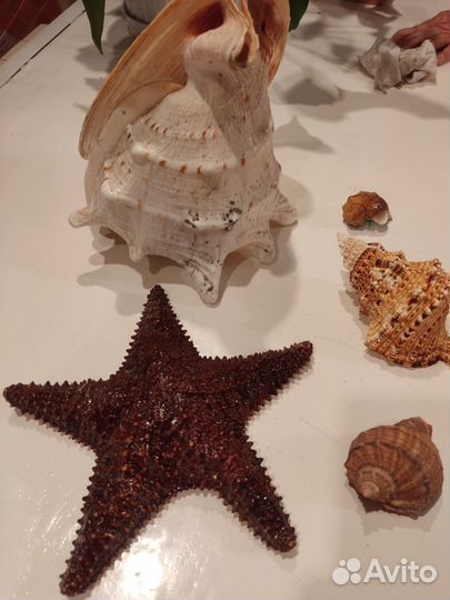 Звезда ракушка большая маленькая морская