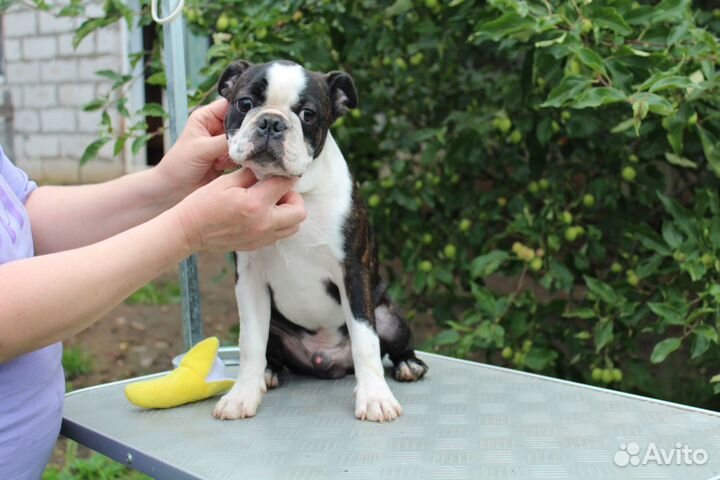 Щенок бостон-терьера