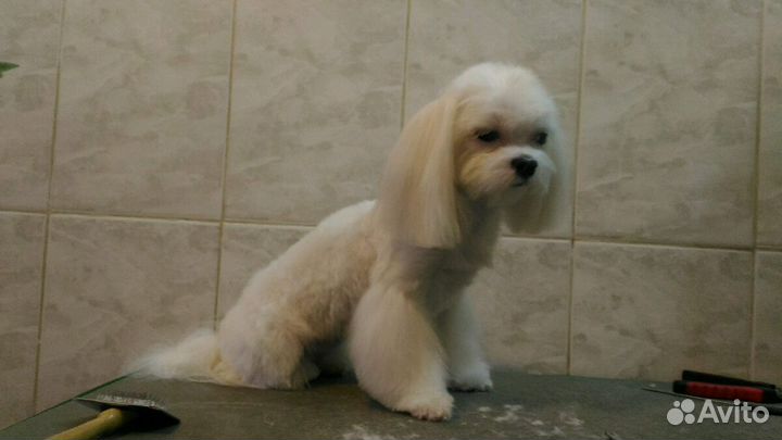 Стрижка собак и кошек