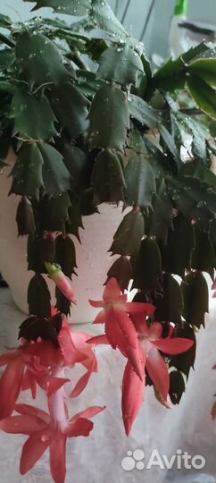 Растения комнатные.Декабрист / кактус шлюмбергера