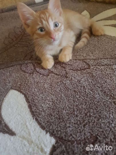 Кошка в дар бесплатно