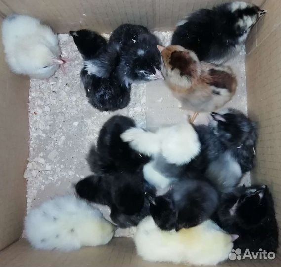 Цыплята несушки суточные и подрощенные