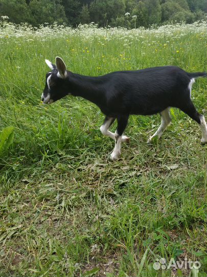 Альпийские козочки ч/п, 75% adga